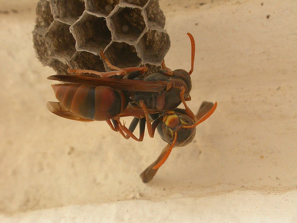 Native Australian wasp