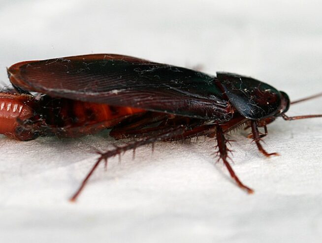 A smokey brown cockroach (Periplaneta fuliginosa) in Sydney laying an egg capsule.