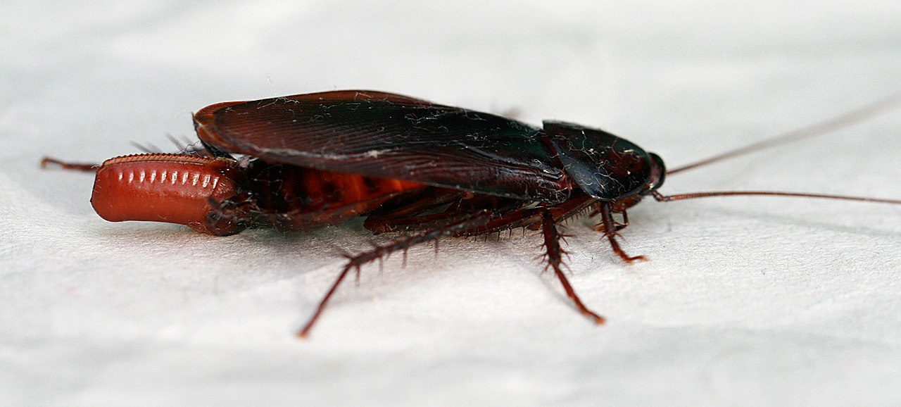 A smokey brown cockroach (Periplaneta fuliginosa) in Sydney laying an egg capsule.