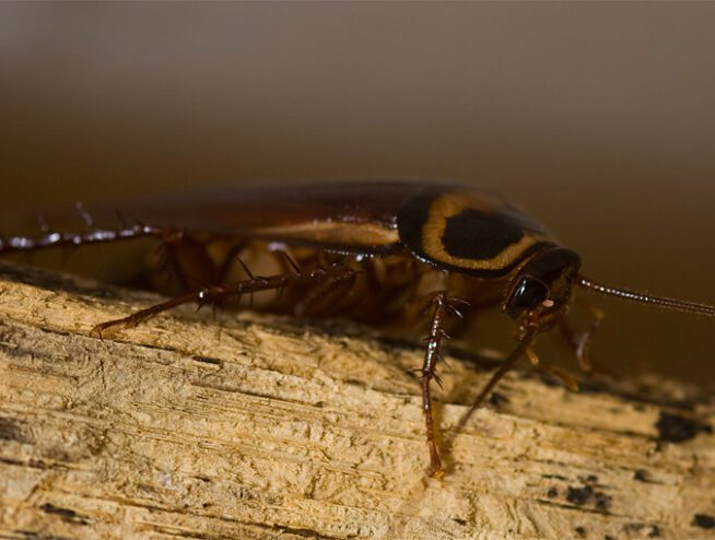 Cockroaches In Australia A Comprehensive Guide