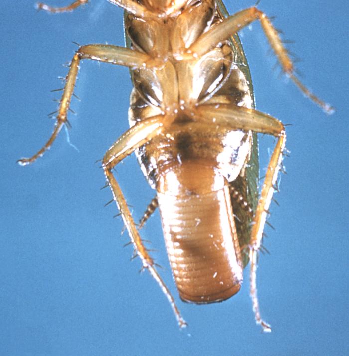 Female German cockroach with ootheca