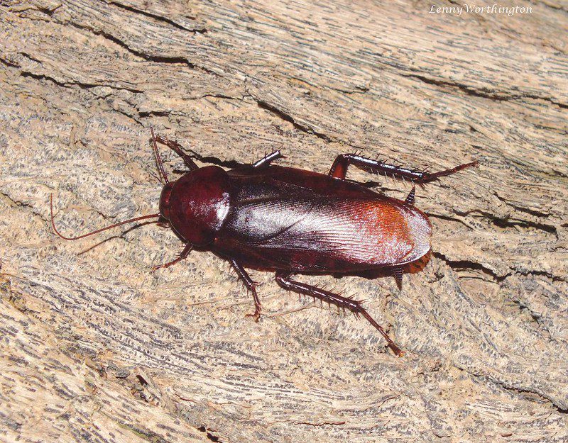 Smoky Brown Cockroach Periplaneta fuliginosa (Serville, 1839) Blattidae