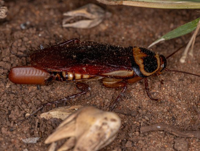 The Australian Cockroach - Pest Knowledge Base