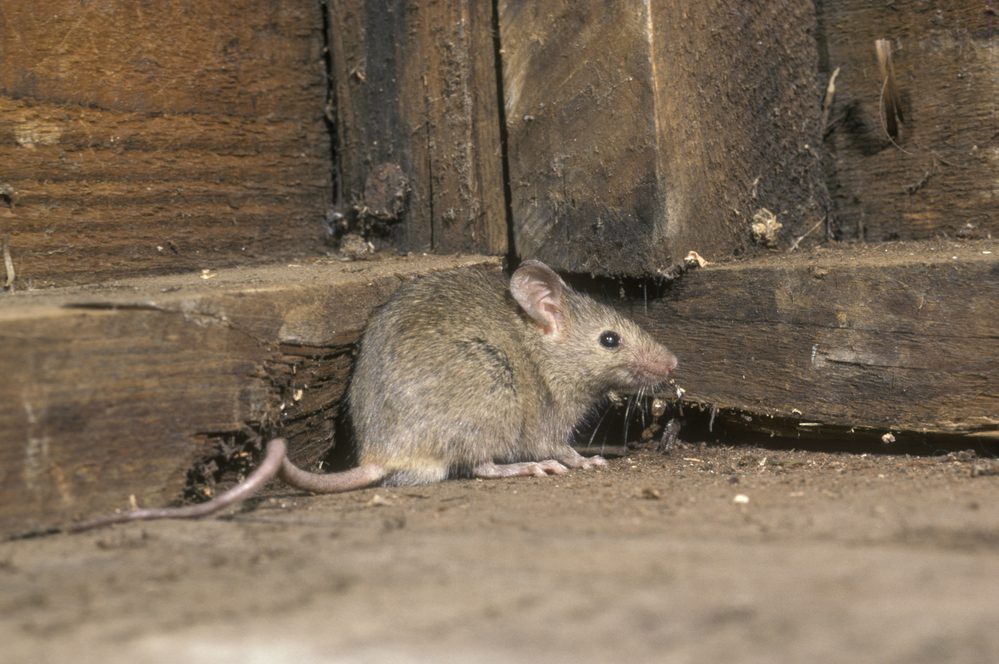 The Common House Mouse - Mus Musculus