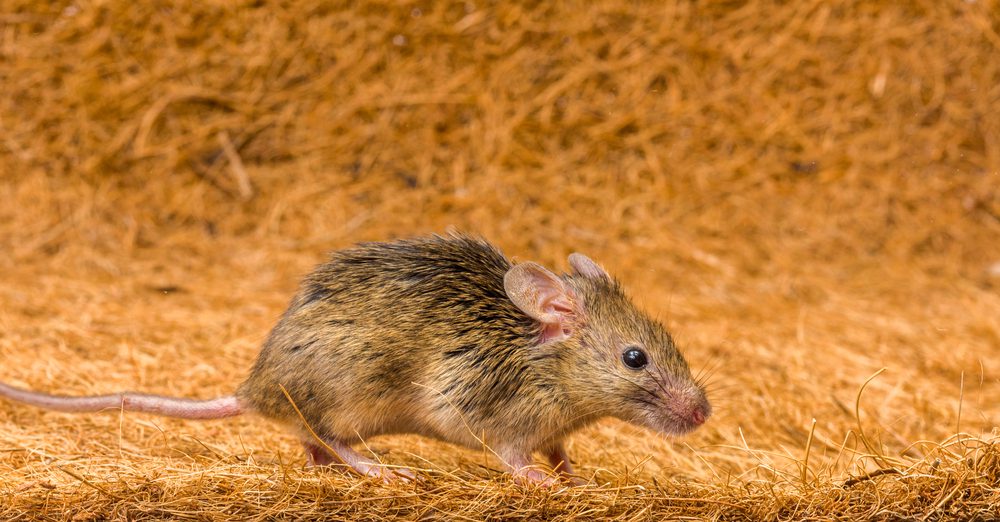 The Common House Mouse - Mus Musculus