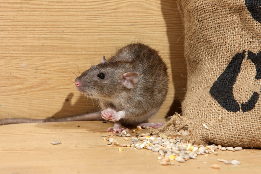 The Norway Rat - Common Rats Found In Melbourne