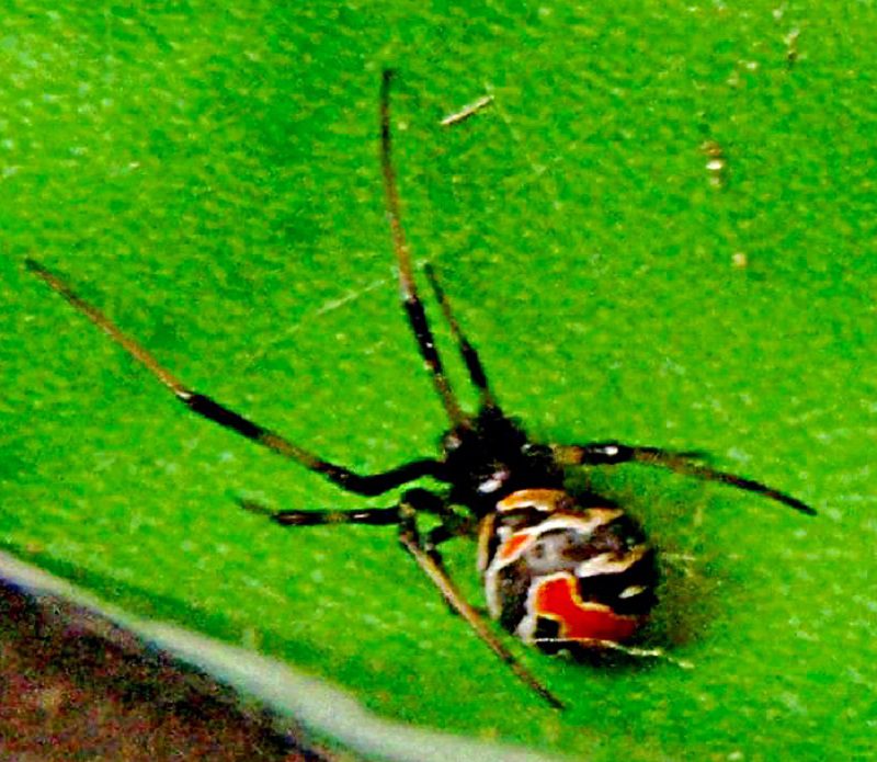 A juvenile female, showing typical white banding