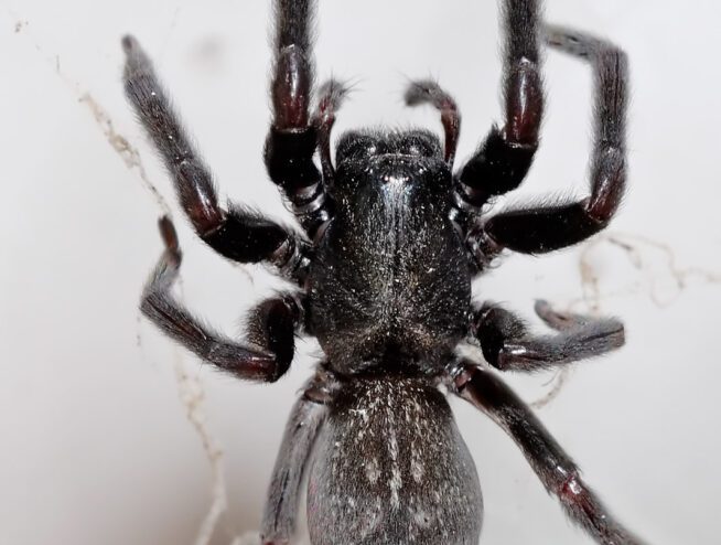 Black House Spider In Australia