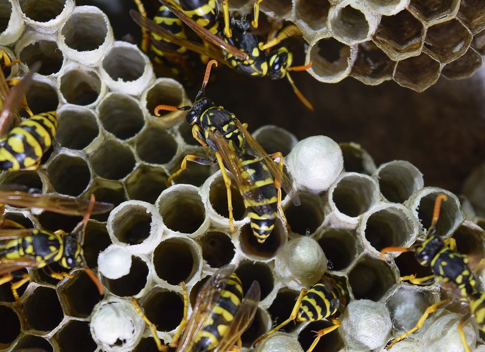 Buzz Off! Expert Wasp Nest Removal Melbourne