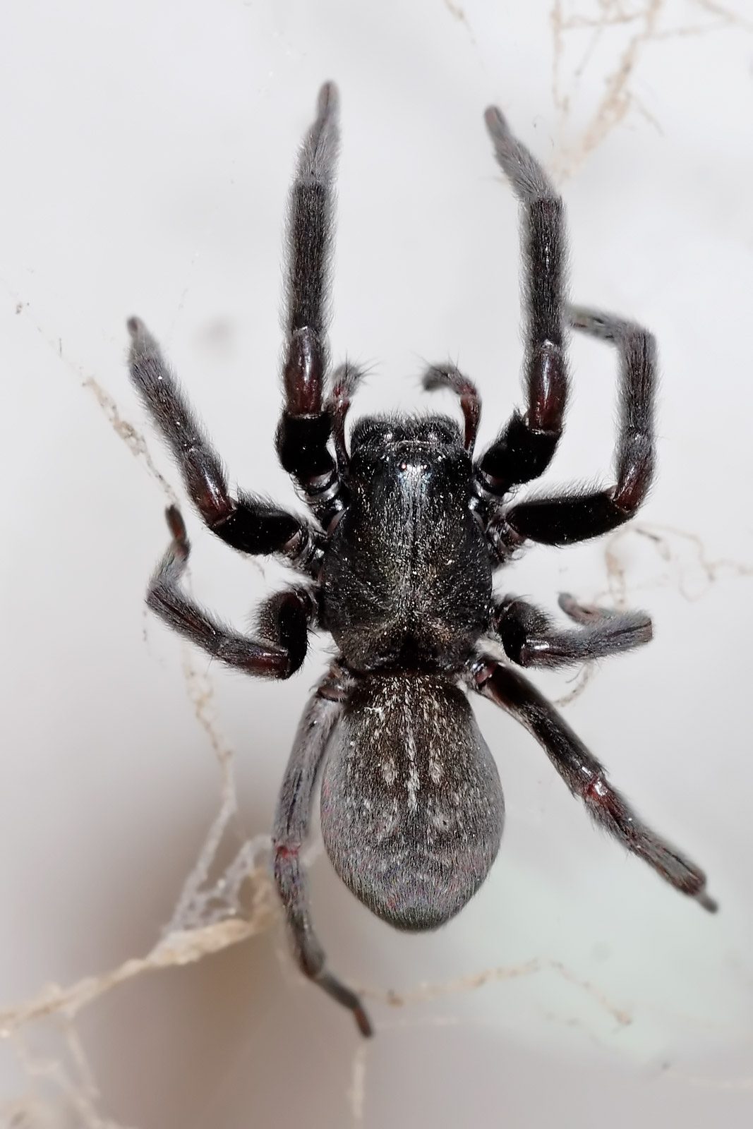 Female Black House Spider In Australia