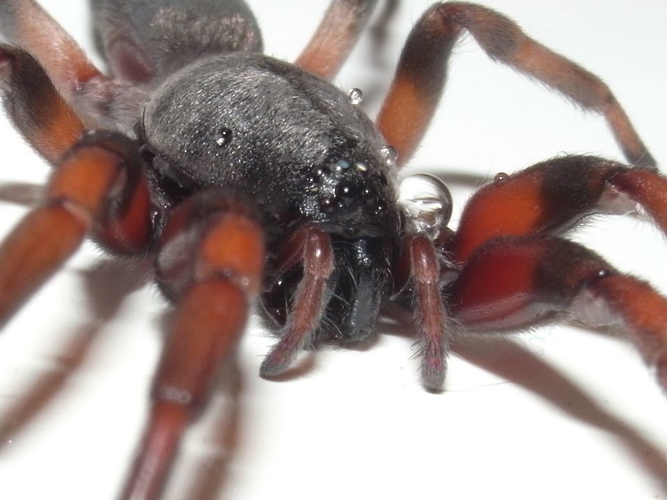 L. cylindrata – face detail with fangs