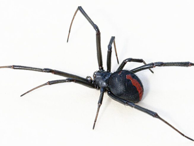 Redback Spider In Australia