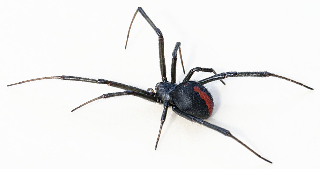 Redback Spider In Australia