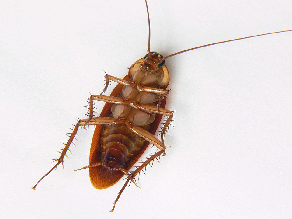 Underside of P. americana