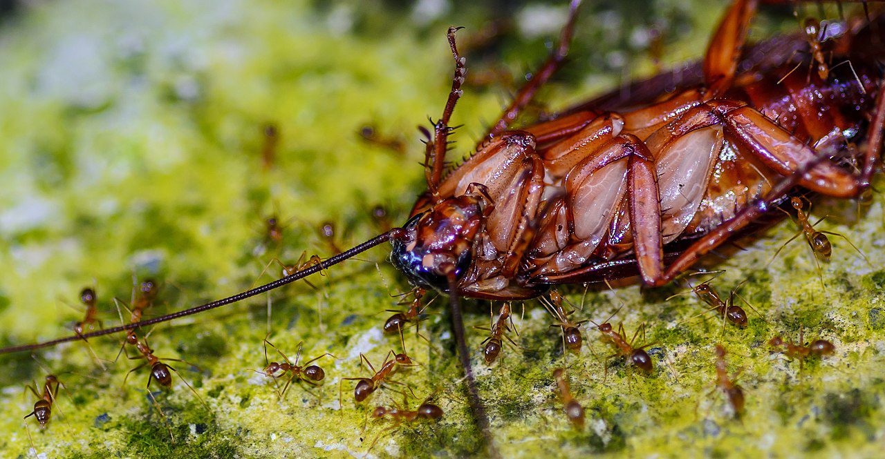 The american cockroach, Periplaneta americana. (3)