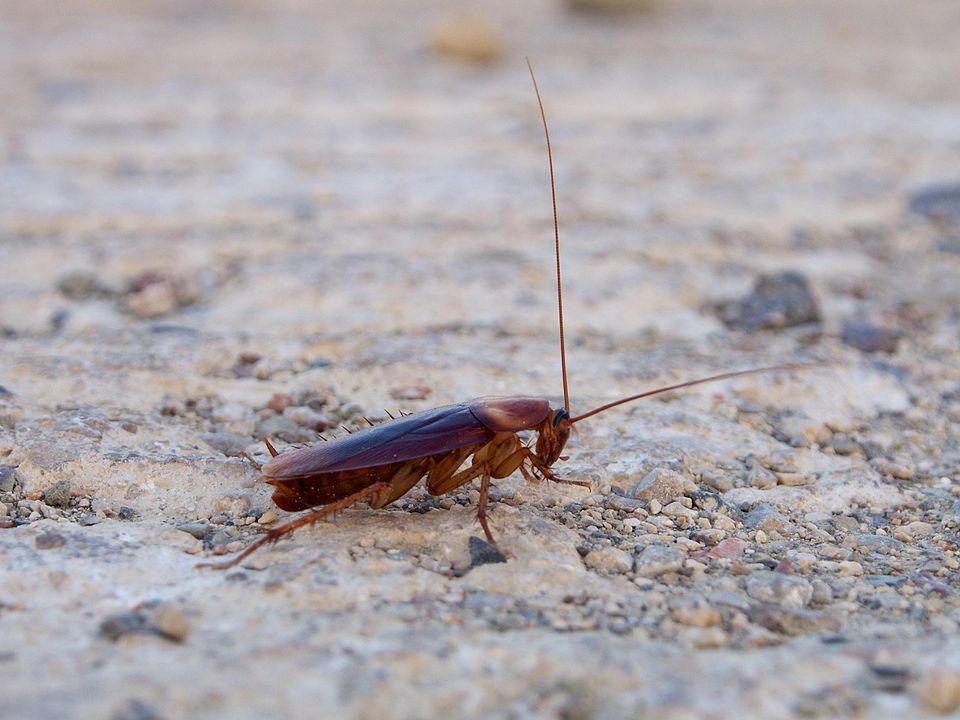 The american cockroach, Periplaneta americana. (4)