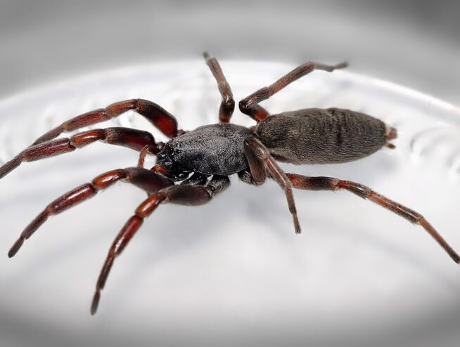 White Tail Spider In Australia