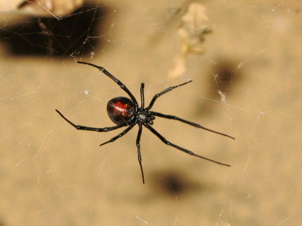 Adult female redback spider in web