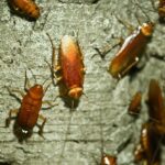 Integrated Pest Management Plan Examples