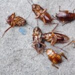 Is Body Corporate Responsible for Pest Control in Victoria?