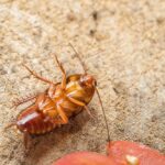 What Month Is Best For Pest Control In Victoria, Australia