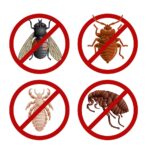 What Pest Is The Most Damaging To A House Or Business