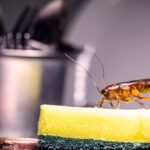 How Long Does It Take For Pest Control To Be Effective