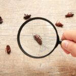 Commercial Pest Removal Process - Pest Identification Methods