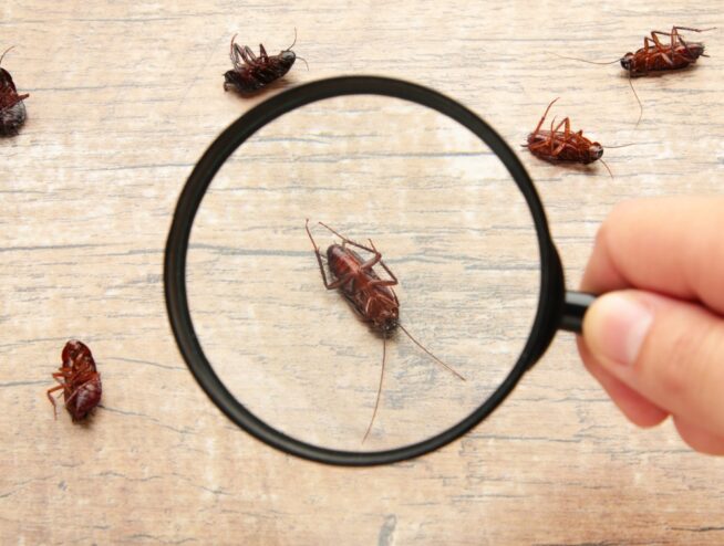 Commercial Pest Removal Process - Pest Identification Methods