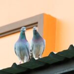 Solar Bird Proofing Services in Melbourne | Protect Panels 89