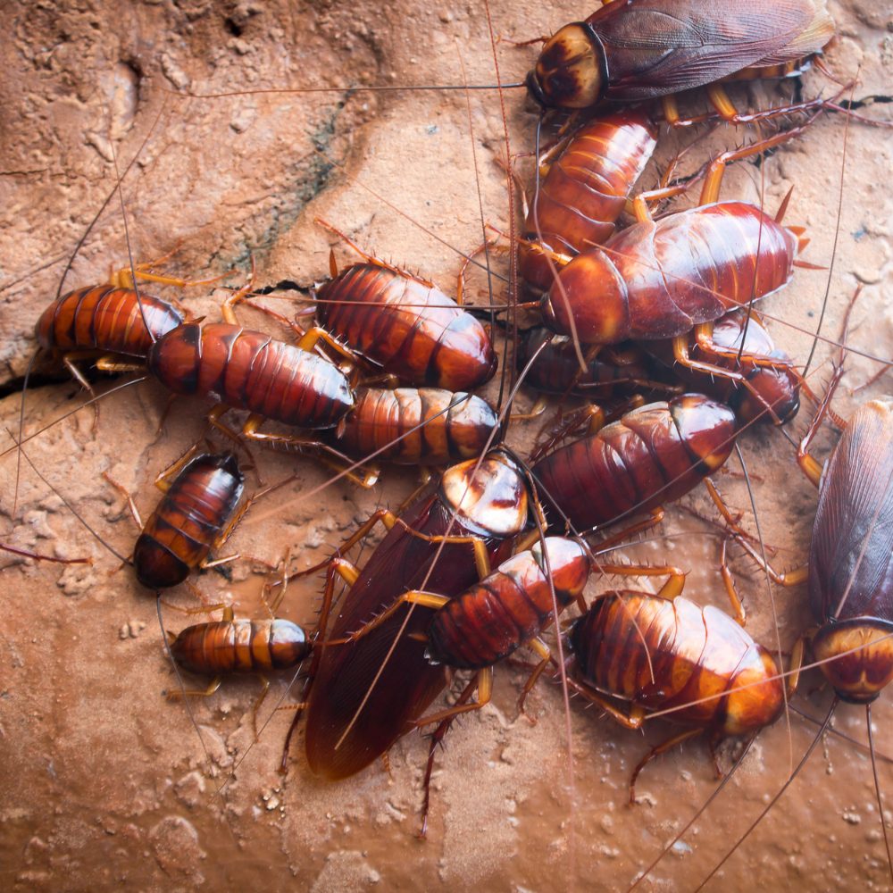 Can Pest Control Get Rid of Cockroaches Completely? 73