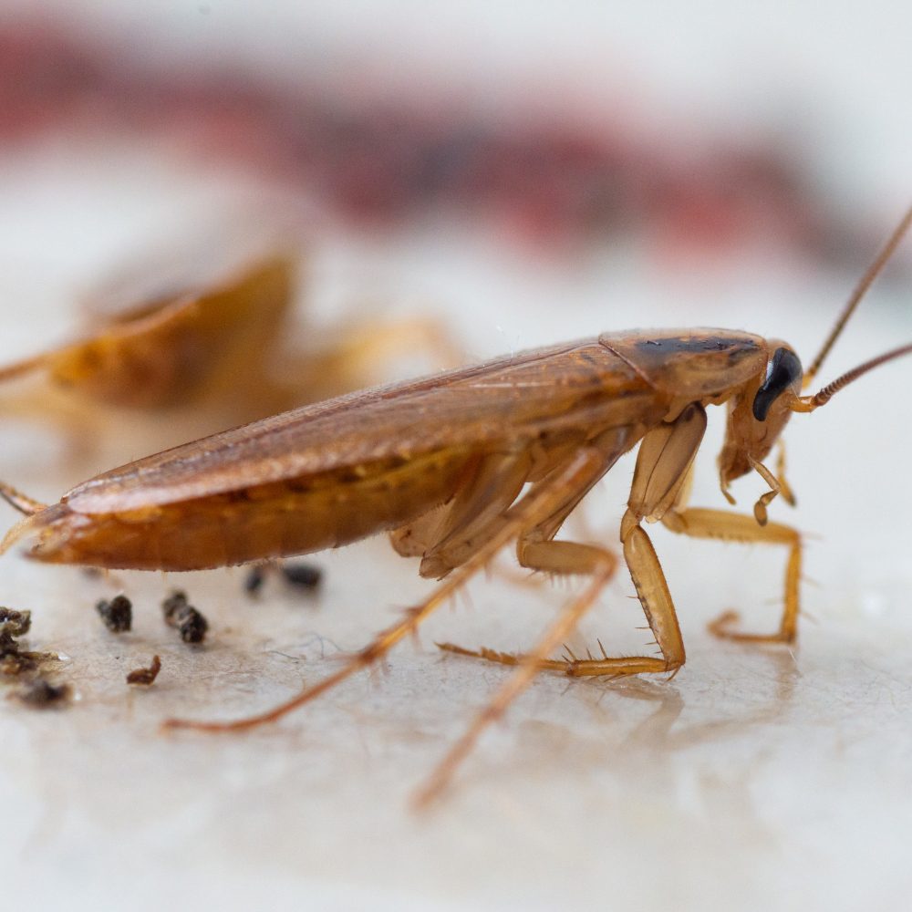 Natural Cockroach Deterrents: Do They Really Work? 73