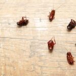 The Ultimate Guide to Cockroach Prevention and Control Measures 153