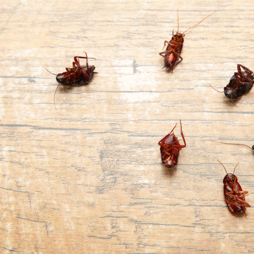 Roach Motels vs. Professional Pest Control: Which Is More Effective? 73