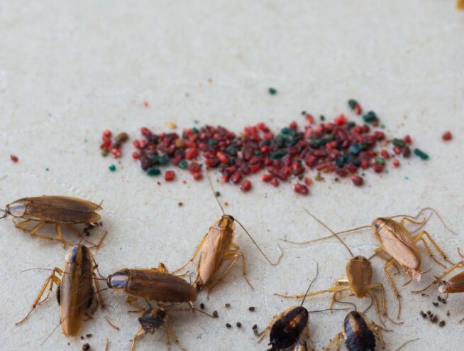 How Effective Are Roach Motels for Cockroach Control? 97