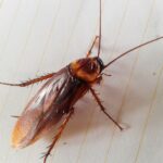Pest Control Methods for Roaches: Comparing Effectiveness and Cost 139