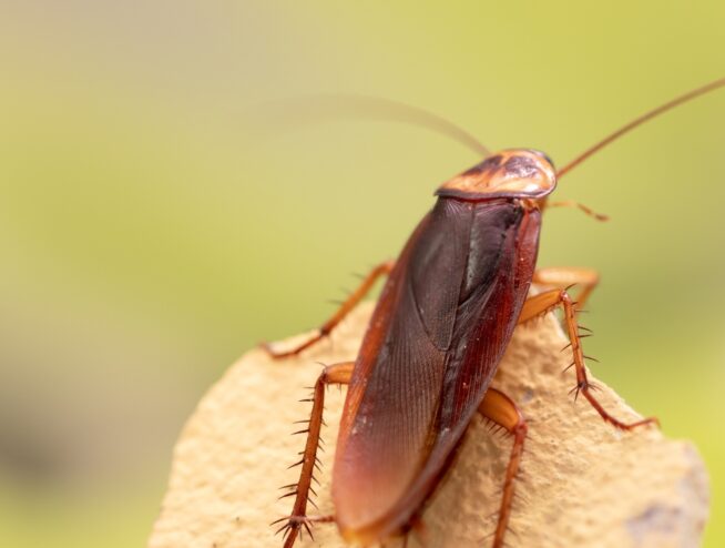 How to Get Rid of Cockroaches in Australia: A Complete Guide 169