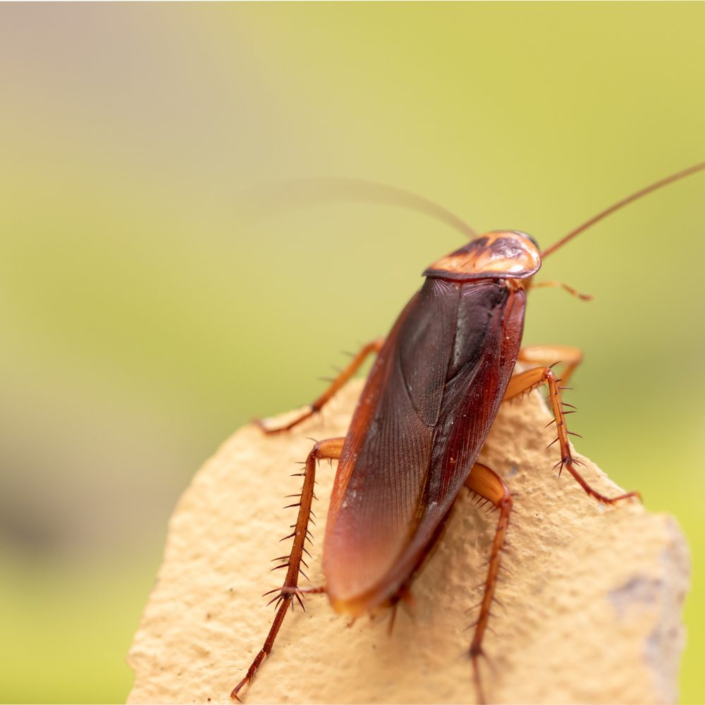 How to Get Rid of Cockroaches in Australia: A Complete Guide 73